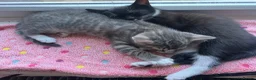 Mixed Breed cats for sale: 4 x Adorable Loving Kittens Ready NOW! - Advert 26