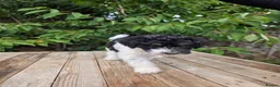 Standard Poodle dogs for sale: Parti Colour Fox Terrier x Standard Poodle Pups - Advert 30