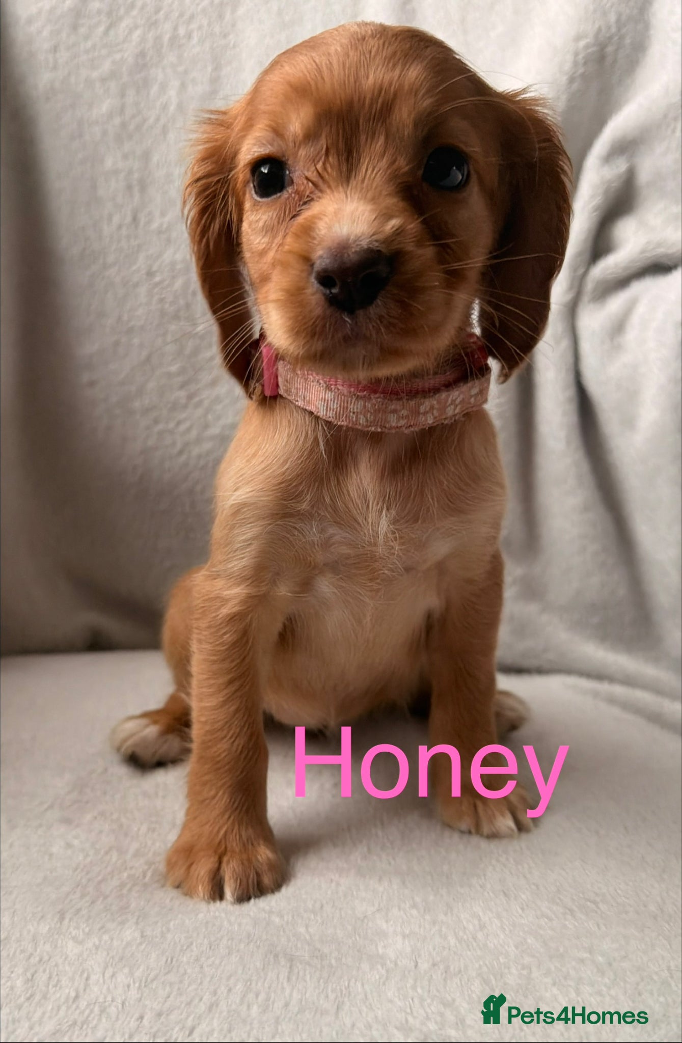 Cocker Spaniel dogs for sale: Working cocker spaniels  - Advert 12