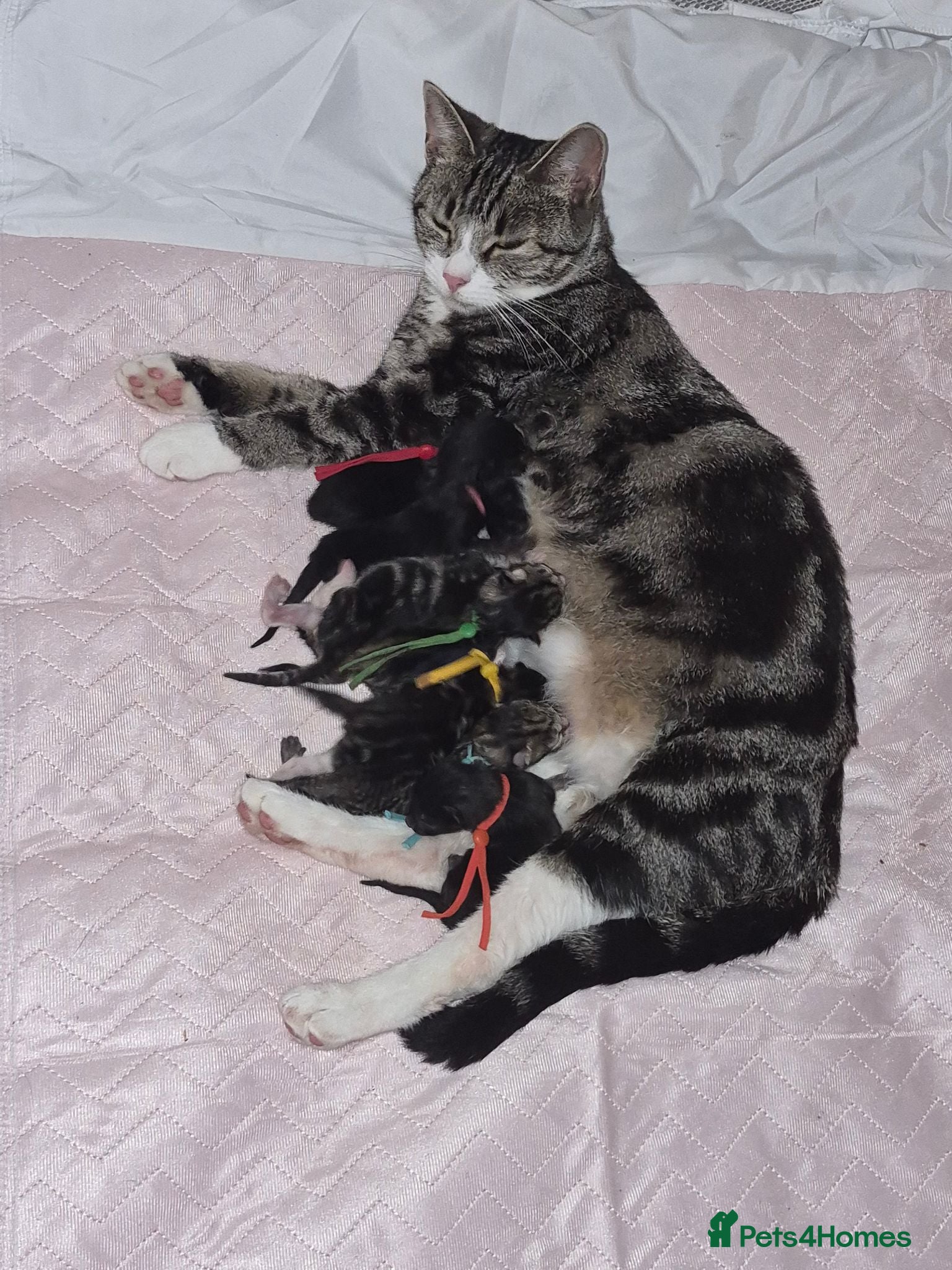 Mixed Breed cats Tabby kittens - Advert 1