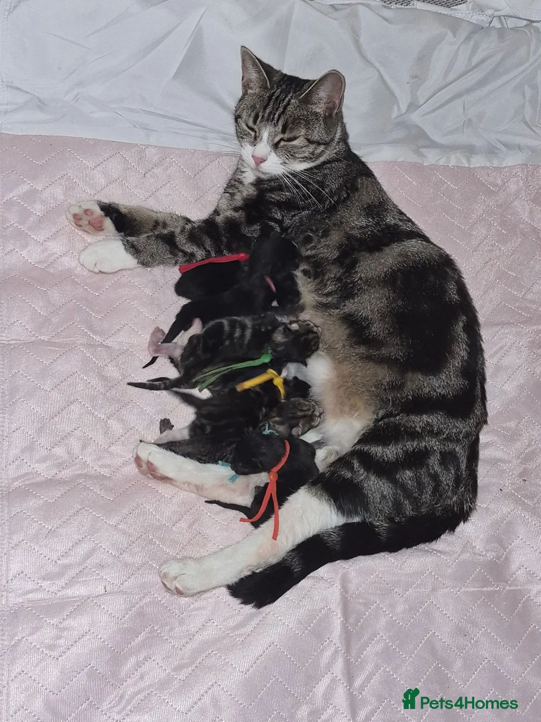 Mixed Breed cats for sale: Tabby kittens - Advert 1