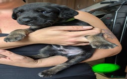 Mixed Breed dogs for sale: Jack, Springer X staffy, lurcher puppies - Image 4