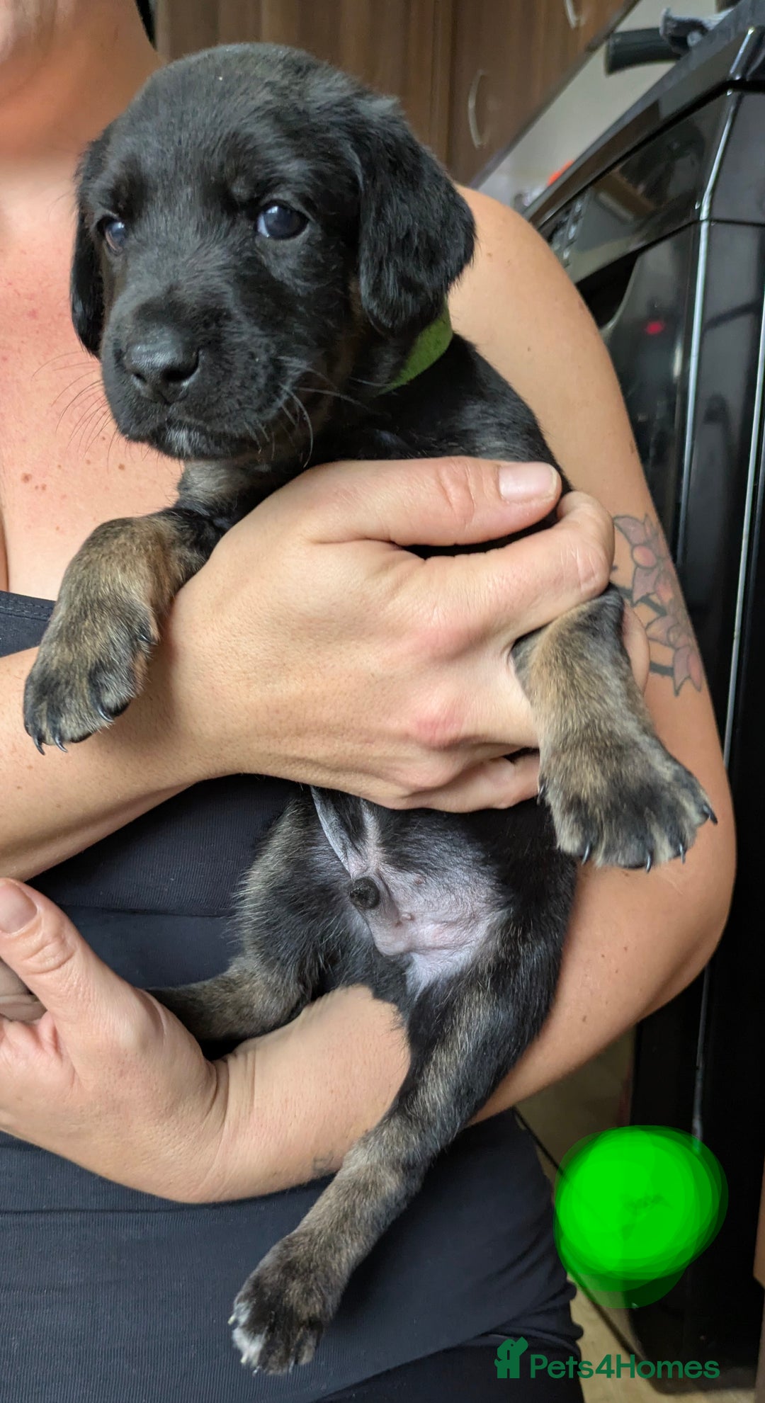 Mixed Breed dogs for sale: Jack, Springer X staffy, lurcher puppies - Image 4