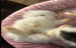 Lionhead rabbits for sale: Double-Maned Lionhead’s for sale 🐰❤️ - Image 9