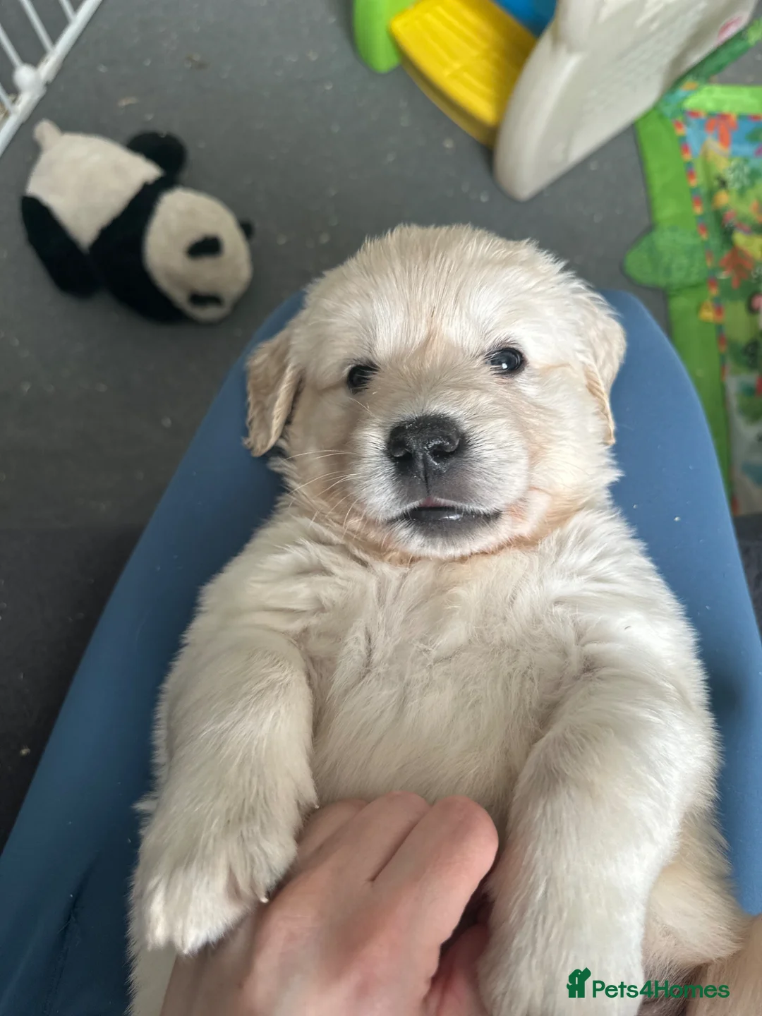 Golden Retriever dogs for sale: Golden retrievers Puppies full health tested &  kc - Advert 16