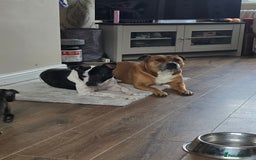 Staffordshire Bull Terrier dogs for sale: Female Staffies  - Image 10