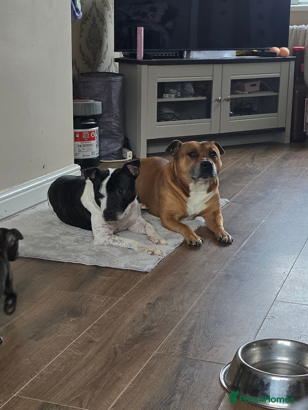 Staffordshire Bull Terrier dogs for sale: Female Staffies  - Image 10