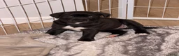 Staffordshire Bull Terrier dogs for sale: STUNNING CHUNKY STAFFY PUPPIES  - Advert 29