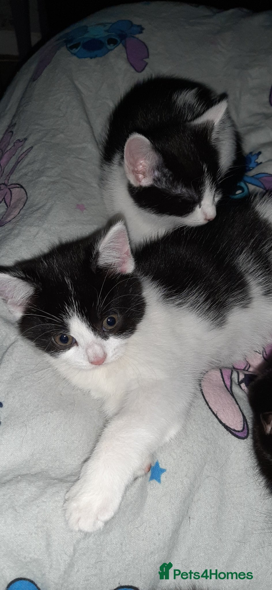 Mixed Breed cats Girl kittens ready for there new homes  - Advert 8