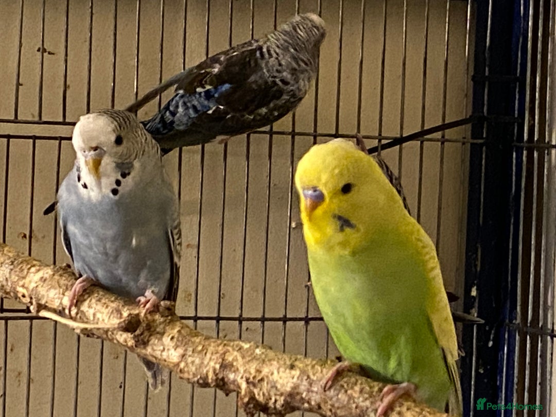 Budgerigars birds for sale: 7 Baby budgies for sale  - Advert 3