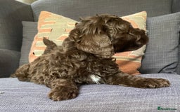 Schnoodle dogs for sale: F1 mega coated mini cross Schnoodles - Image 36