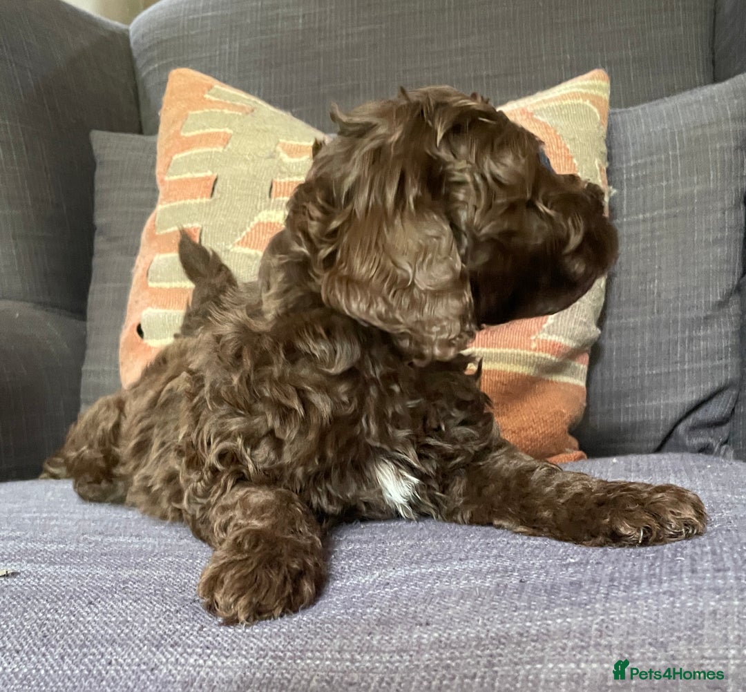 Schnoodle dogs for sale: F1 mega coated mini cross Schnoodles - Image 36
