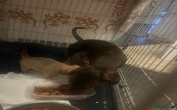 Chiweenie dogs for sale: Chi-weenies  - Image 7
