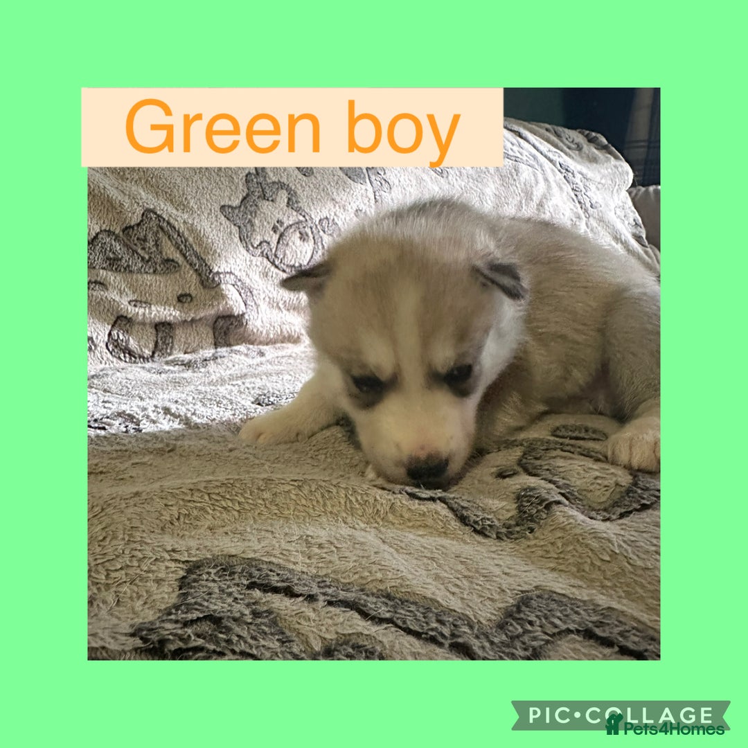 Siberian Husky dogs for sale: Siberian husky puppies - Image 6