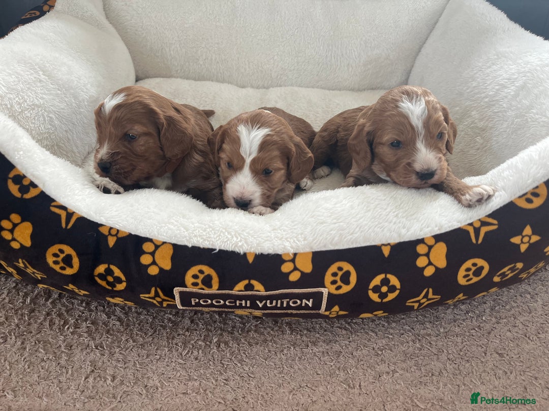 Cockapoo dogs for sale: Gorgeous cockapoo puppies for sale - Advert 11