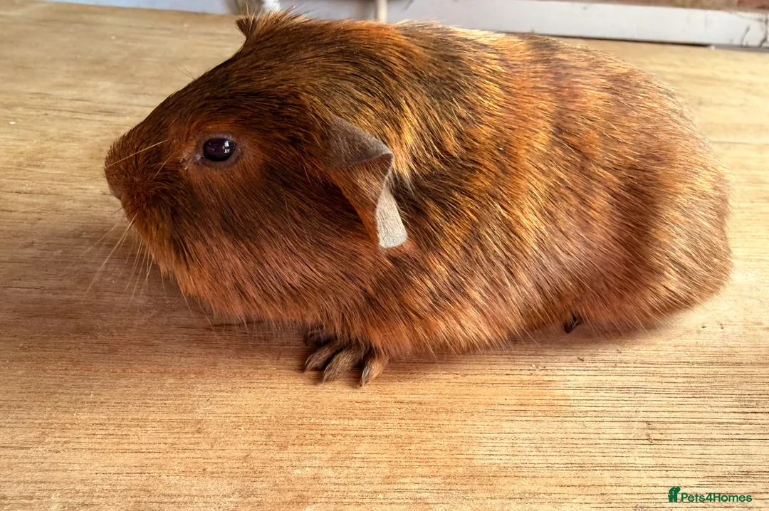 Guinea Pig rodents for sale: Beautiful Chocolate and Gold Agouti Guinea Pigs - Advert 8