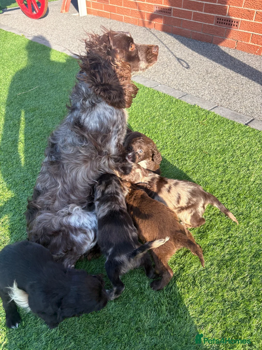 Cocker Spaniel dogs for sale: Cocker spaniel puppies 🖤🤎🤍 in Bedlington - Advert 11
