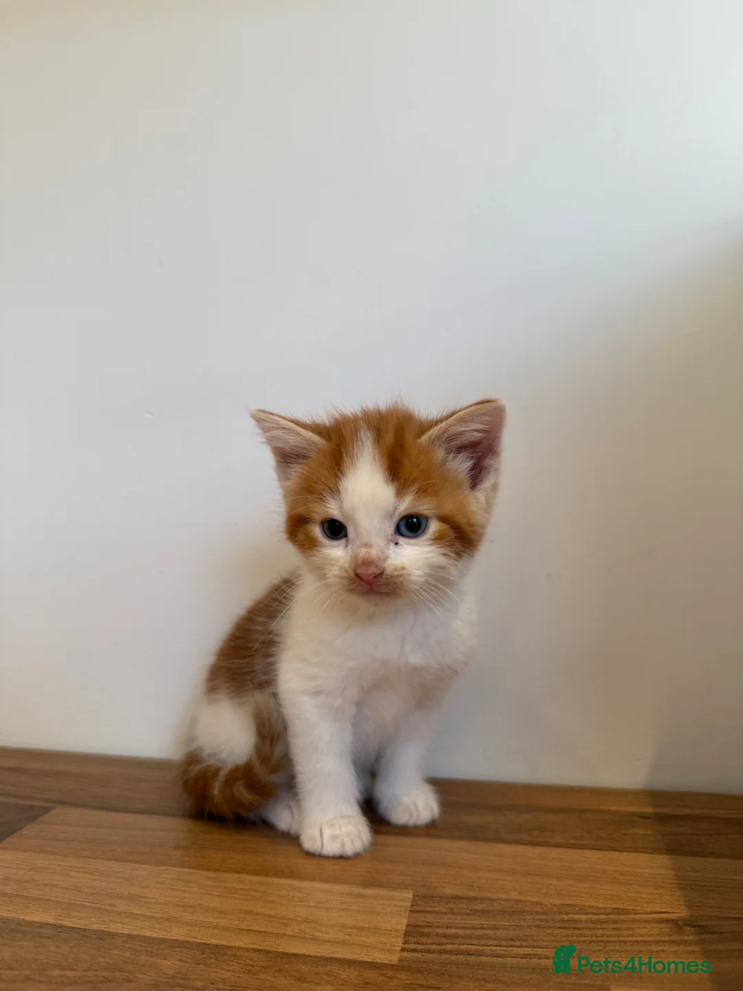 Mixed Breed cats for sale: 5 Adorable Mixed Breed Kittens  - Advert 8