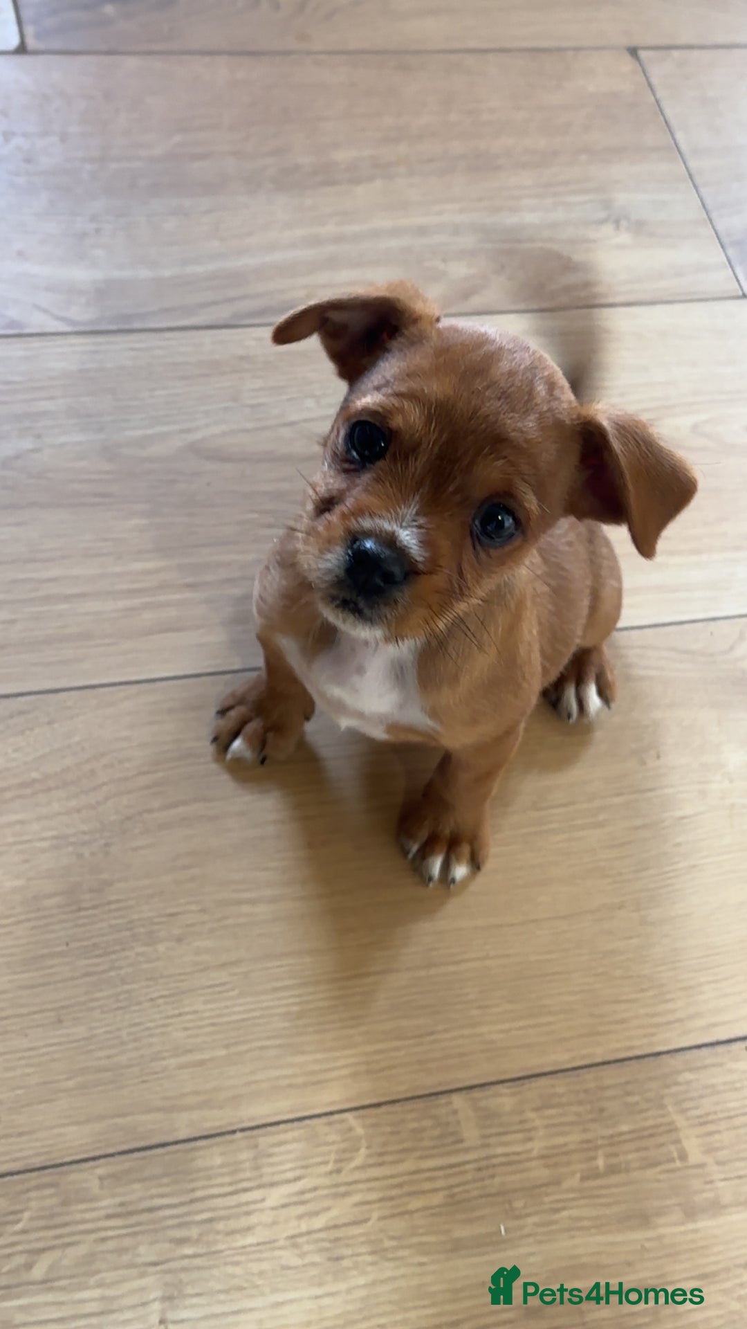 Jug dogs for sale: Last female jug puppy ready now  - Image 1