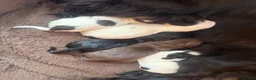 Cocker Spaniel dogs for sale: 5 cocker spaniel puppies  in Yateley - Advert 2