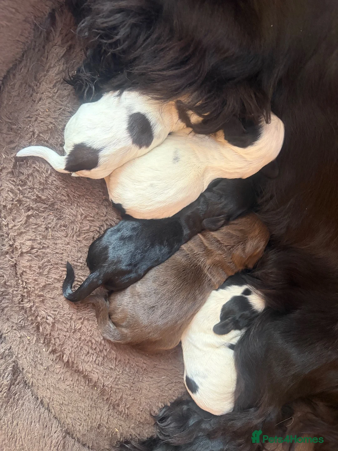 Cocker Spaniel dogs for sale: 5 cocker spaniel puppies  in Yateley - Advert 2
