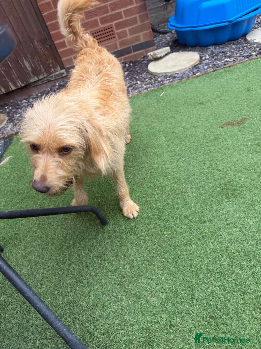 Labradoodle dogs for sale: Labradoodle  - Advert 3