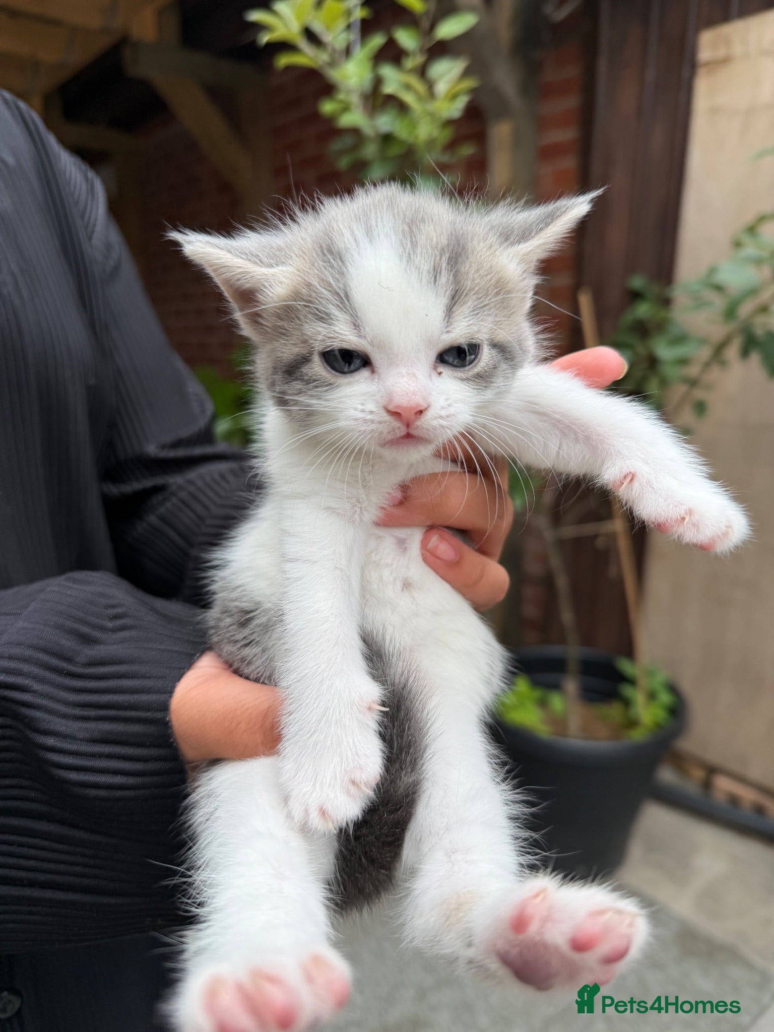 Mixed Breed cats 6 beautiful fluffy Bengal x Domestic kittens - Advert 2