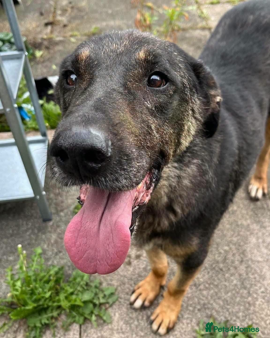 Mixed Breed dogs Big Baron 🚨URGENT PLEASE HELP🚨 - Advert 1