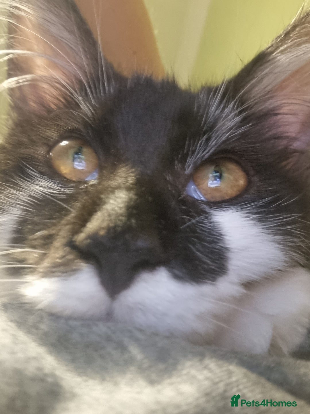 Maine Coon cats for sale: Female Maine Coon kitten - Image 5