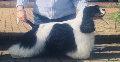 American Cocker Spaniel dogs KC reg American puppies - Advert 10