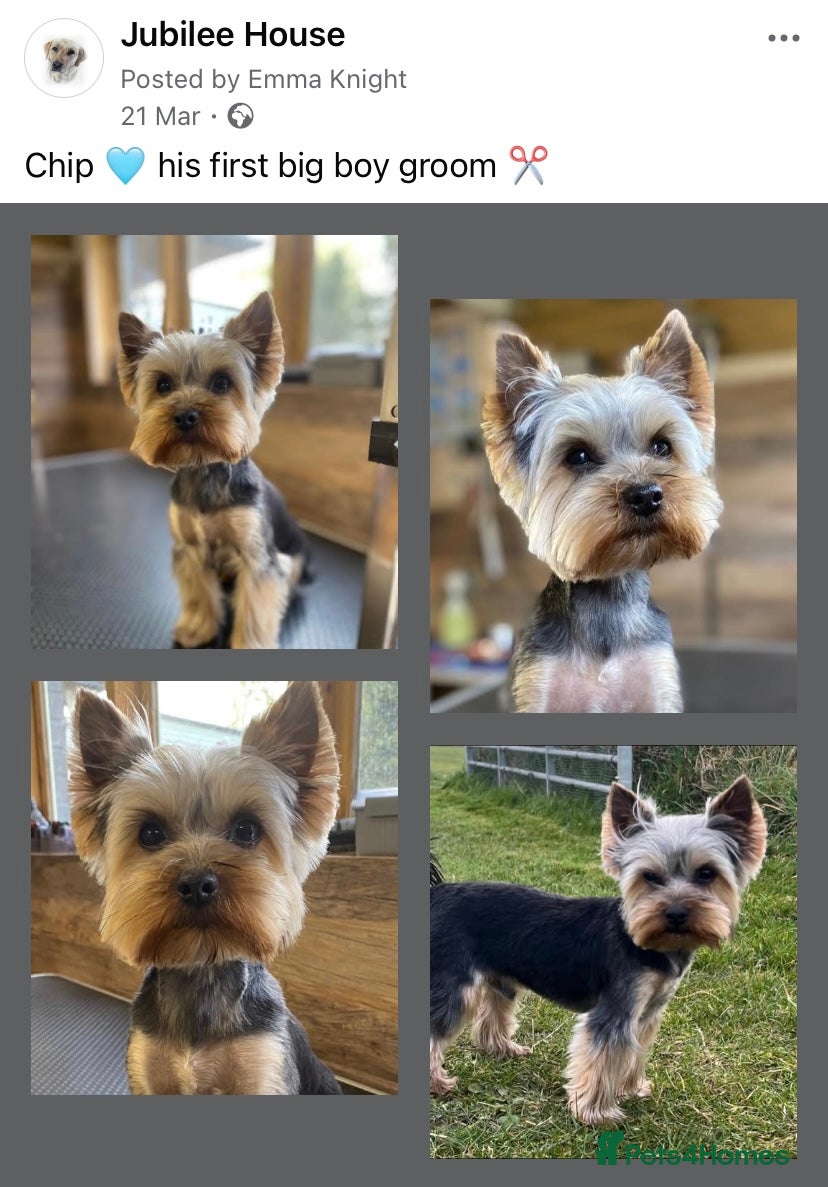 Yorkshire Terrier dogs KC Registered Yorkshire Terrier - Chip - Advert 9