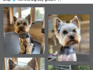 Yorkshire Terrier dogs STUD - KC Registered Yorkshire Terrier - Advert 1