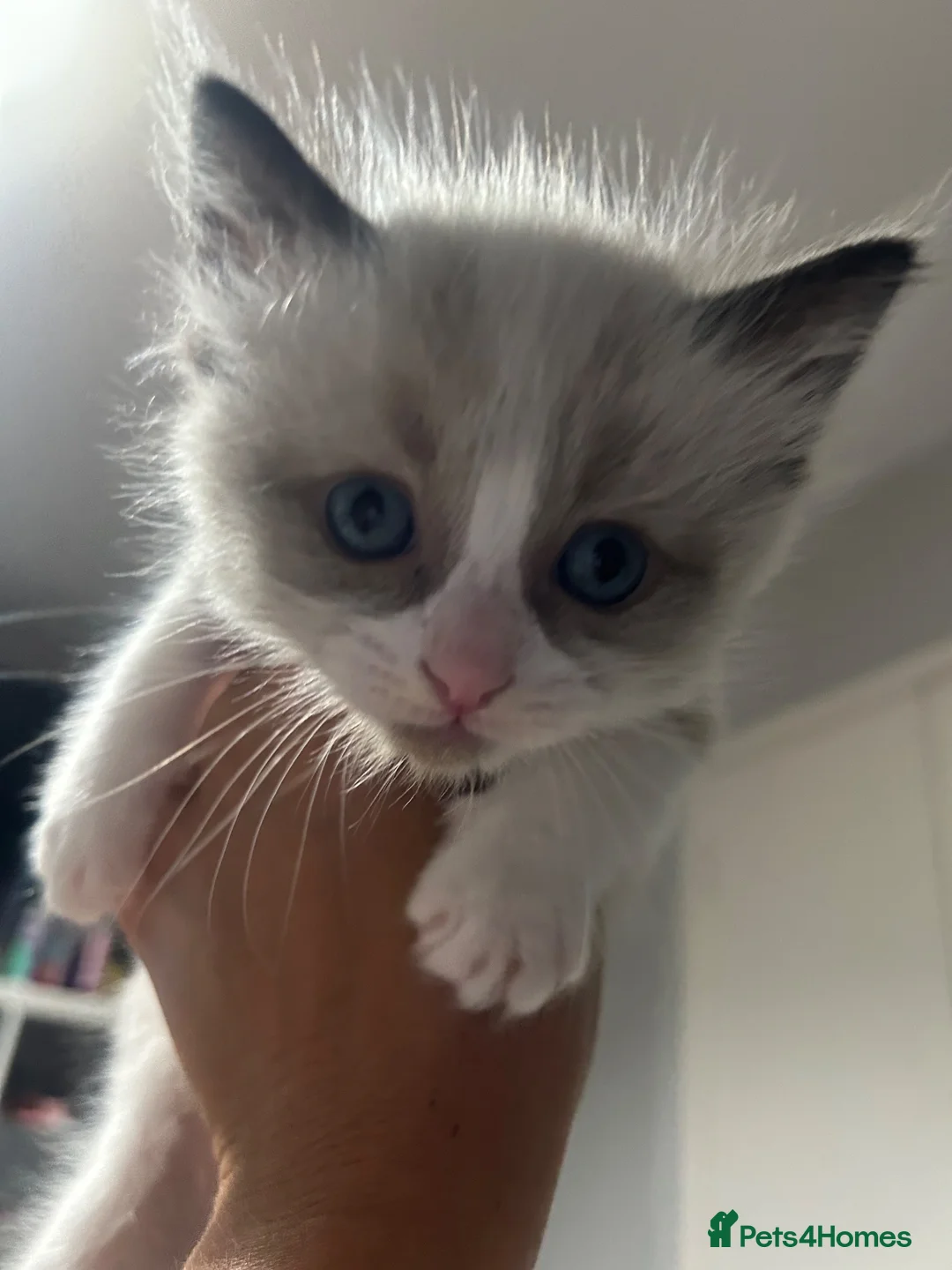 Ragdoll cats for sale: Male ragdoll kitten in Walsall - Advert 5
