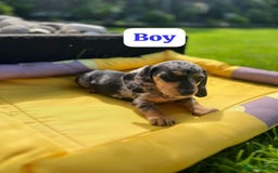 Miniature Dachshund dogs for sale: ADORABLE MINIATURE DACHSHUND PUPPIES - Image 4