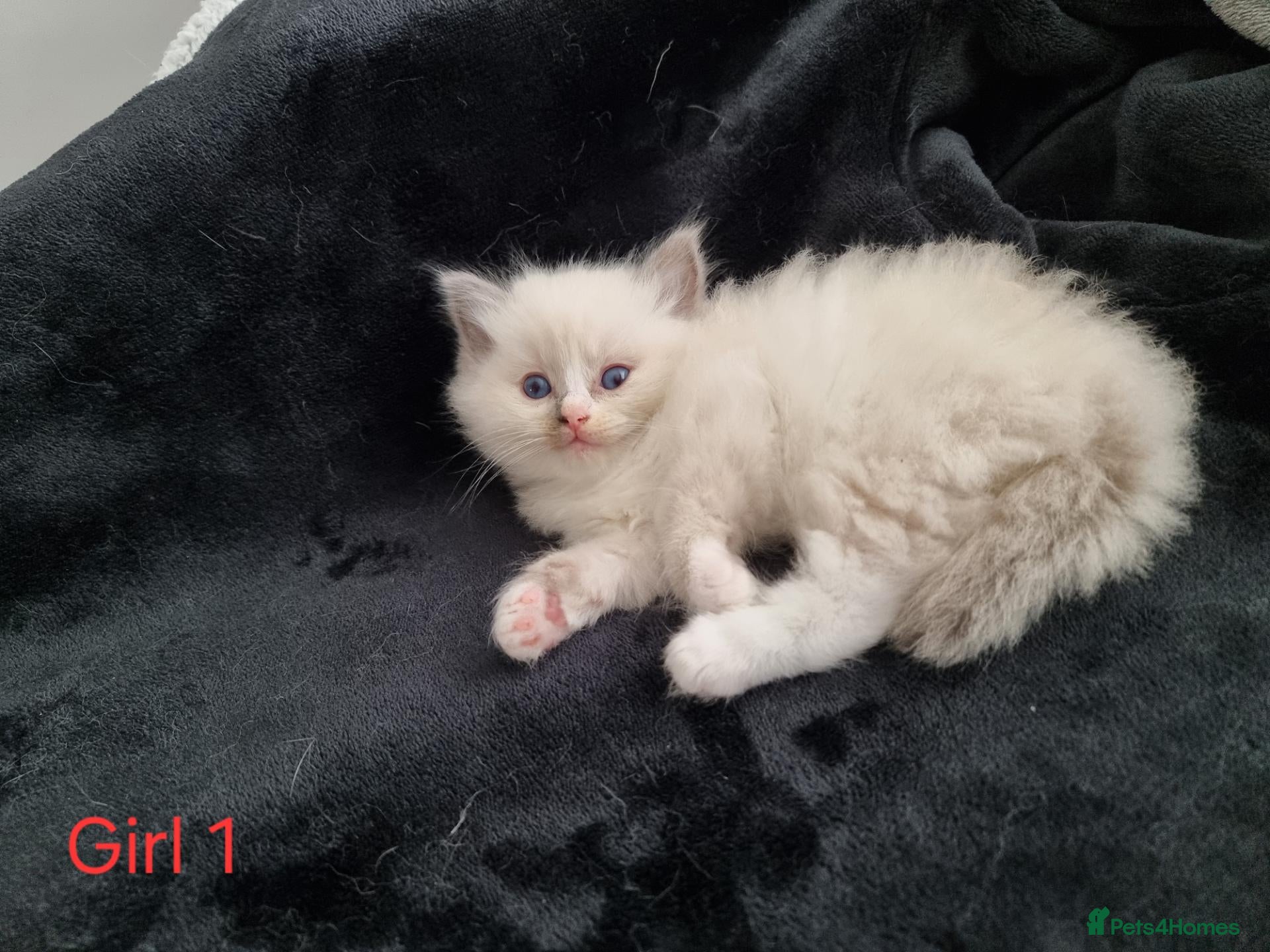 Ragdoll cats 4 Beautiful Ragdoll Kittens 🐯🌷🐯🪻🐯 - Advert 2