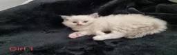 Ragdoll cats for sale: 4 Beautiful Ragdoll Kittens 🐯🌷🐯🪻🐯 - Advert 1