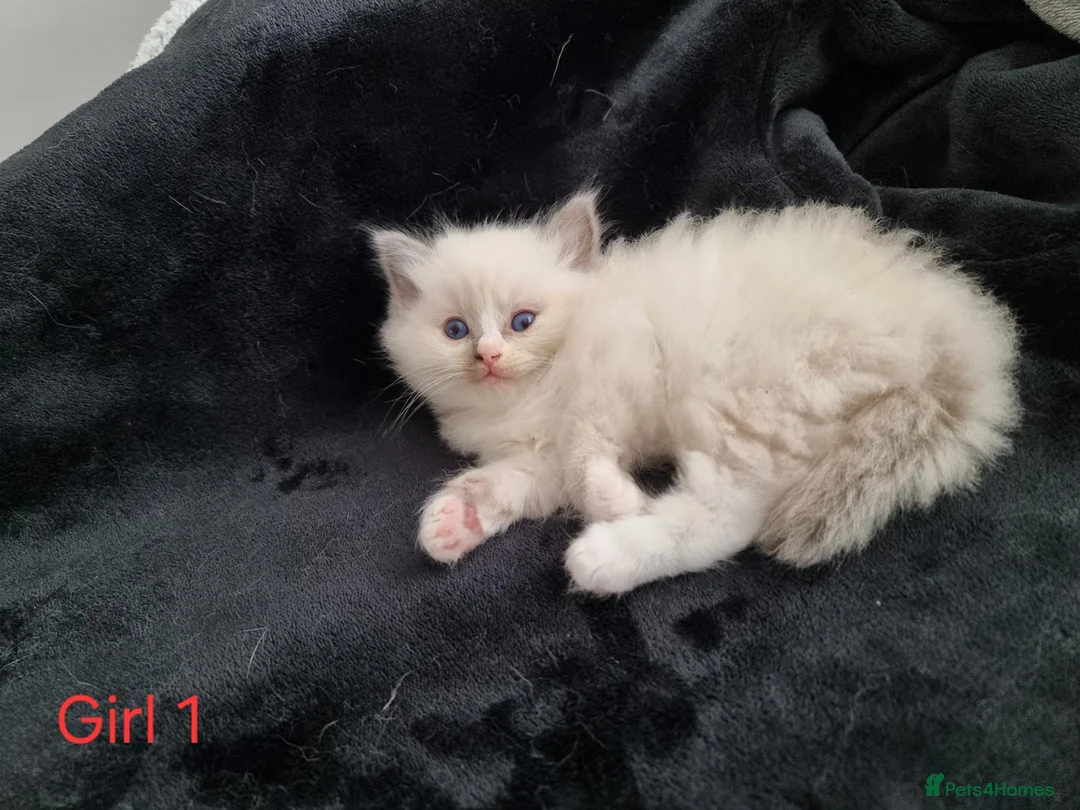 Ragdoll cats for sale: 4 Beautiful Ragdoll Kittens 🐯🌷🐯🪻🐯 - Advert 1
