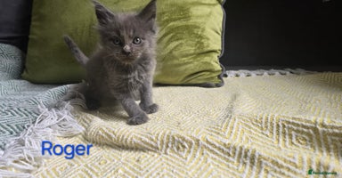 Maine Coon cats - Advert 6
