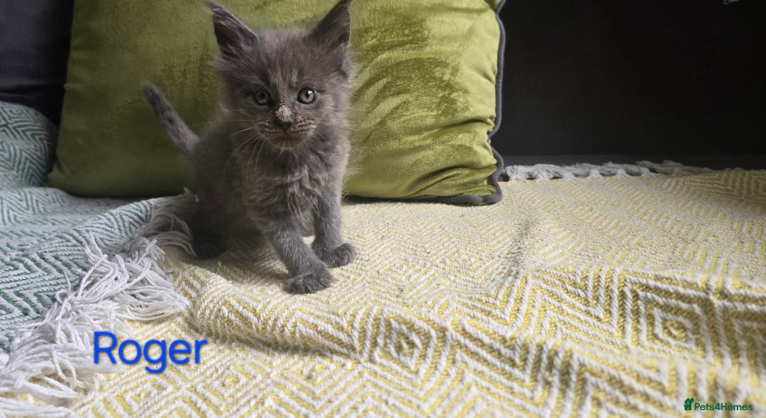 Maine Coon cats for sale: Maine Coon Kittens reservation  - Image 4