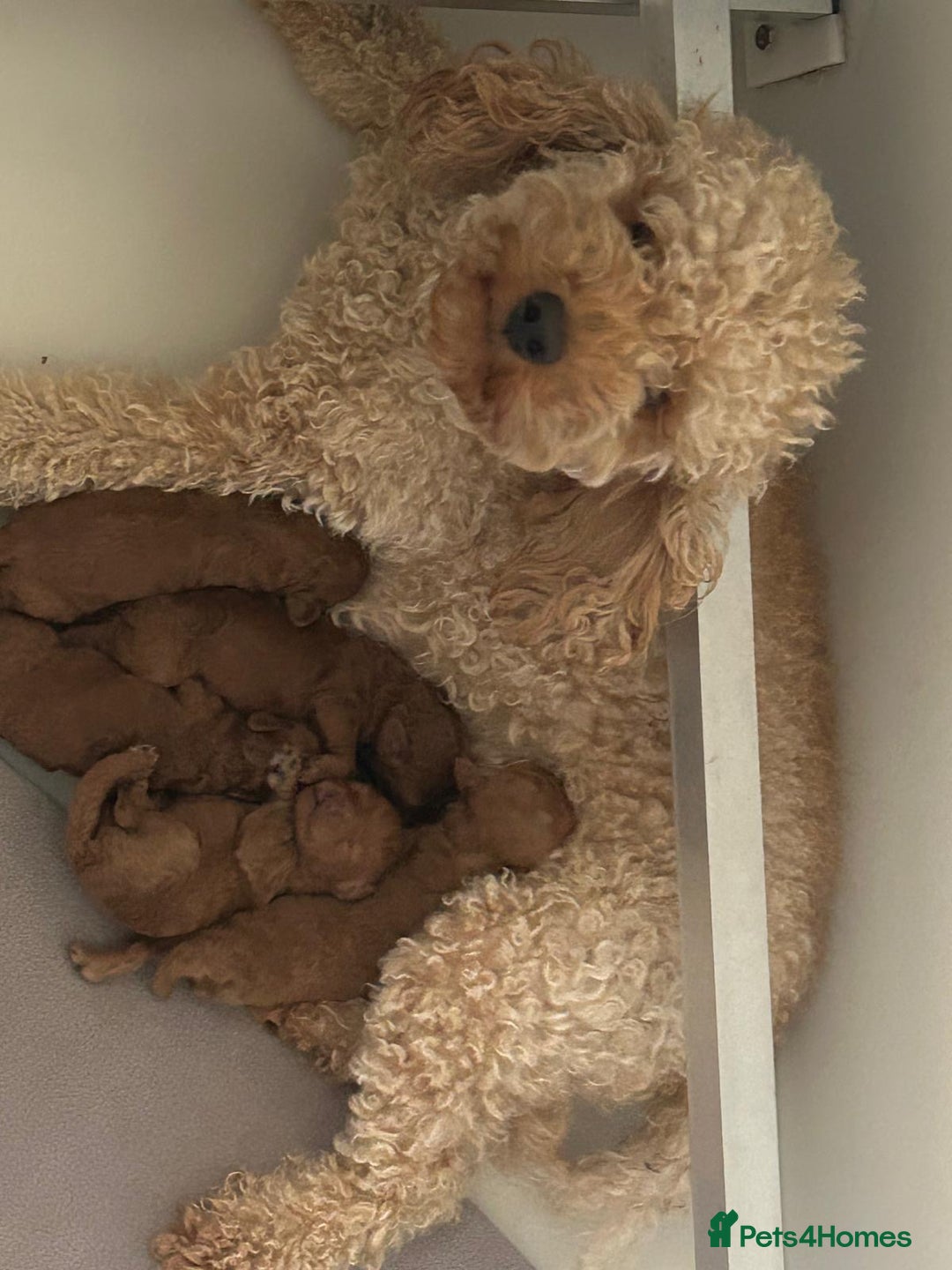 Toy Poodle dogs for sale: Beautiful KC Reg Toy Poodle (Health Tested) - Advert 9