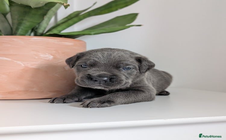 Cane Corso dogs - Advert 1