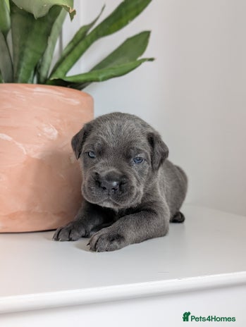 Cane Corso dogs - Advert 6