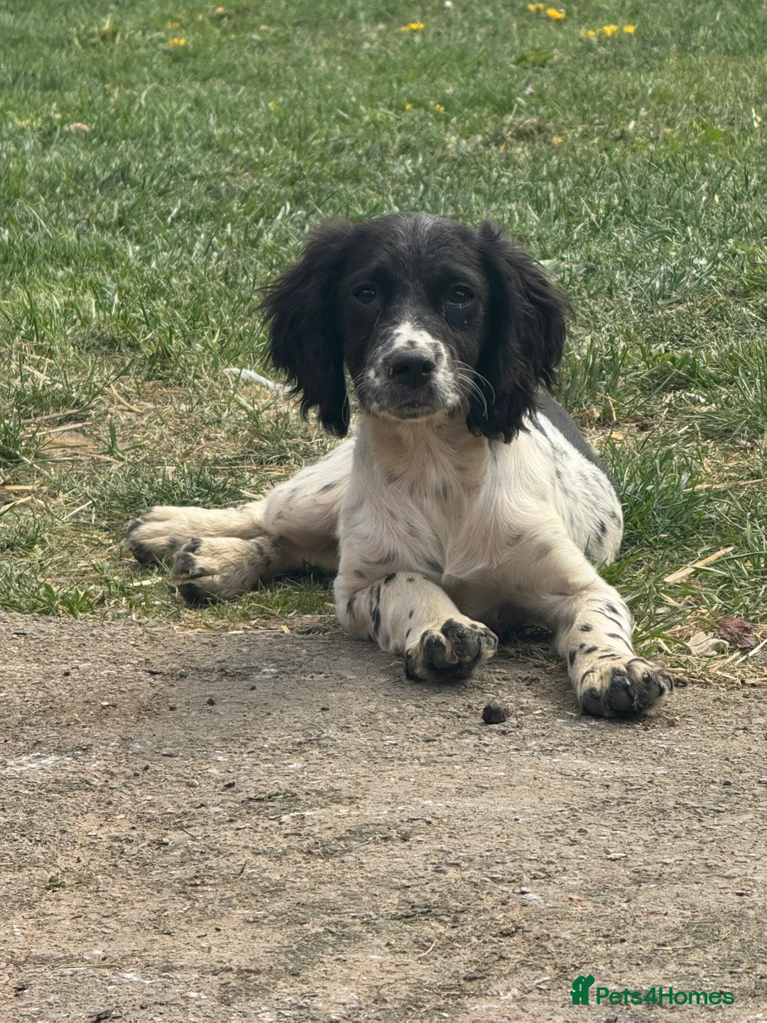 Cocker Spaniel dogs for sale: ❗️ONLY 3 LEFT COCKER SPANIEL LEFT❗️ - Advert 2