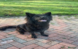 Mixed Breed dogs for sale: Slovakian shepherd x Rottie pups - Image 6