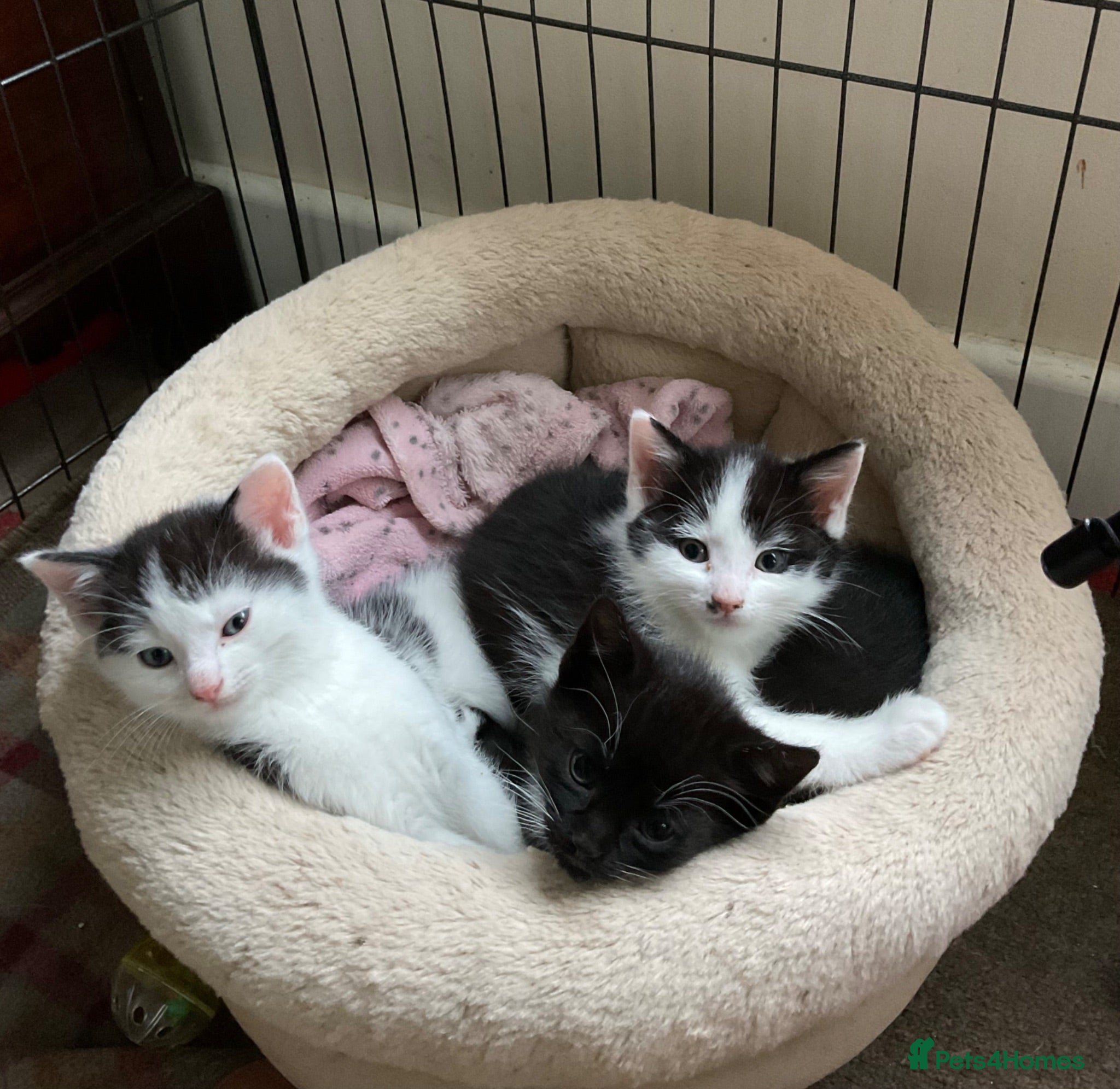 Mixed Breed cats Kittens - £30- Mid Wales/ Llanidloes  - Advert 4