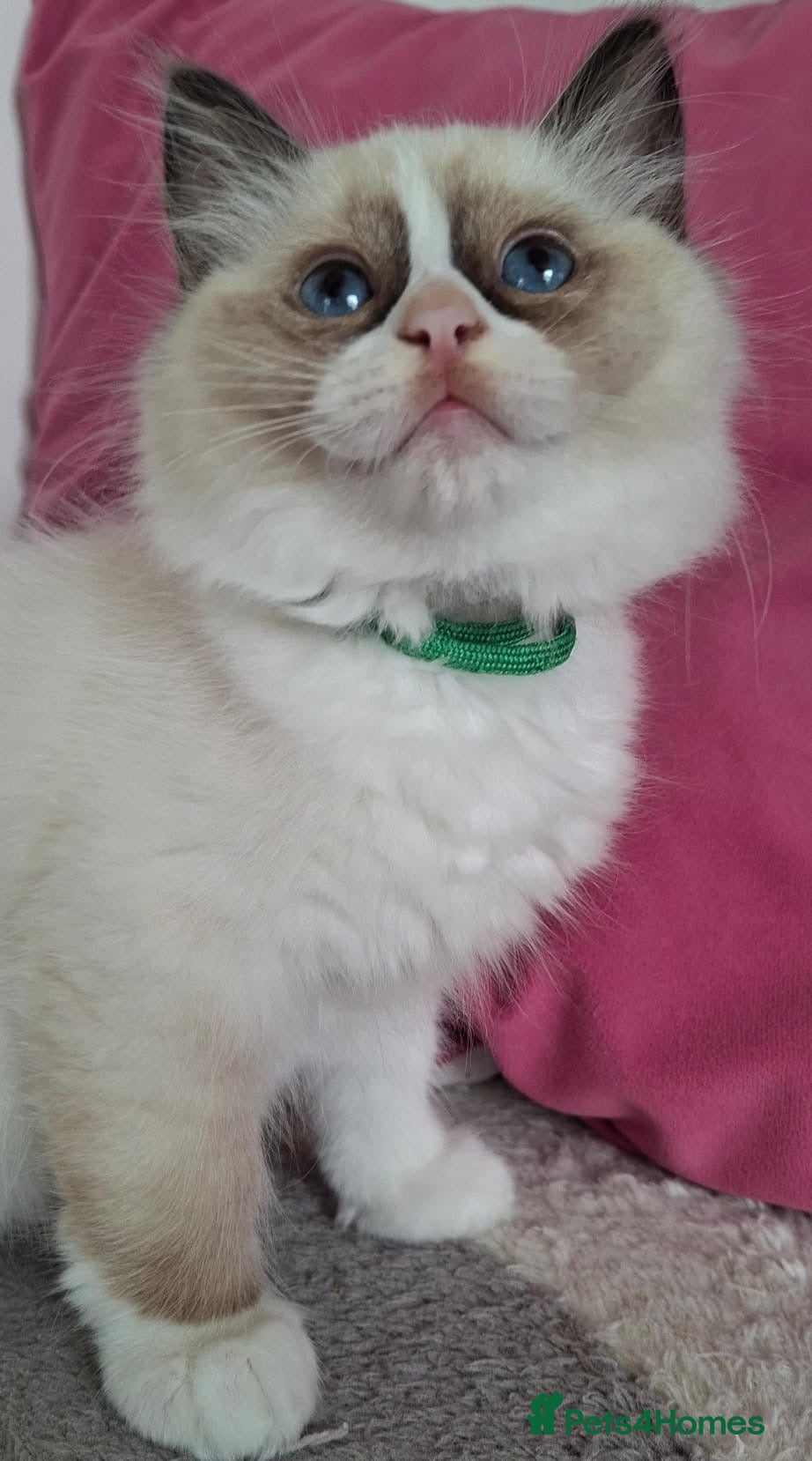 Ragdoll cats 🐾🤍Last GCCF Bicolour Beautiful Girl🤍🐾 - Advert 15