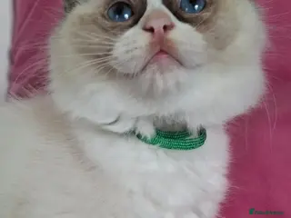 Ragdoll cats 🐾🤍Last GCCF Bicolour Beautiful Girl🤍🐾 - Advert 15