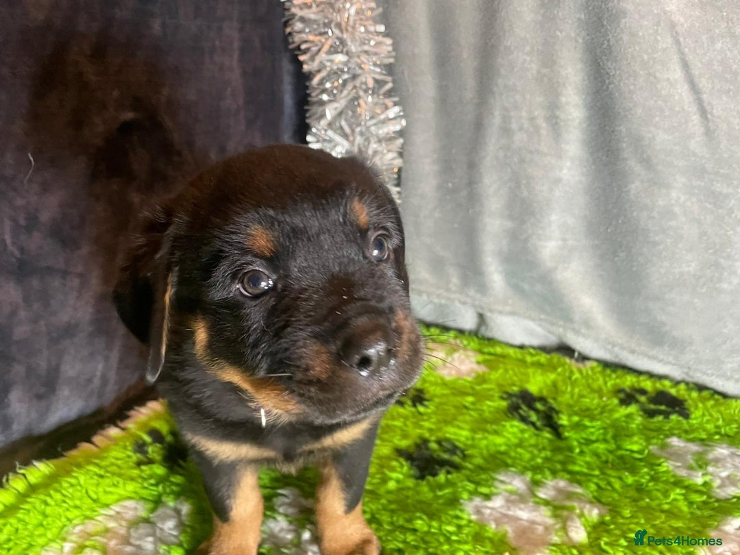 Rottweiler dogs for sale: Rottweiler Puppies  - Advert 18