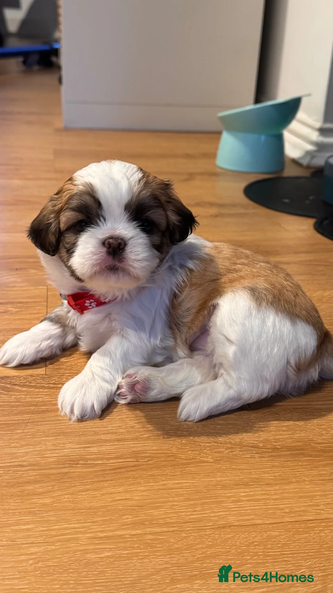 Malshi dogs for sale: 🐾❤️ ADORABLE MALSHI PUPPIES! ❤️🐾 - Advert 2