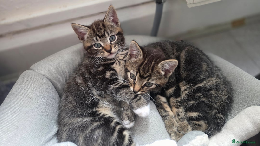 Mixed Breed cats for sale: Three lovely kittens are looking for forever home - Image 8